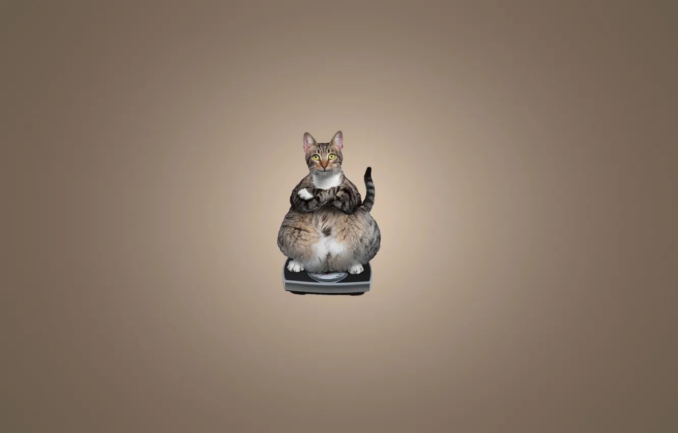 Photo wallpaper cat, cat, animal, minimalism, sitting, Libra, cat, thick