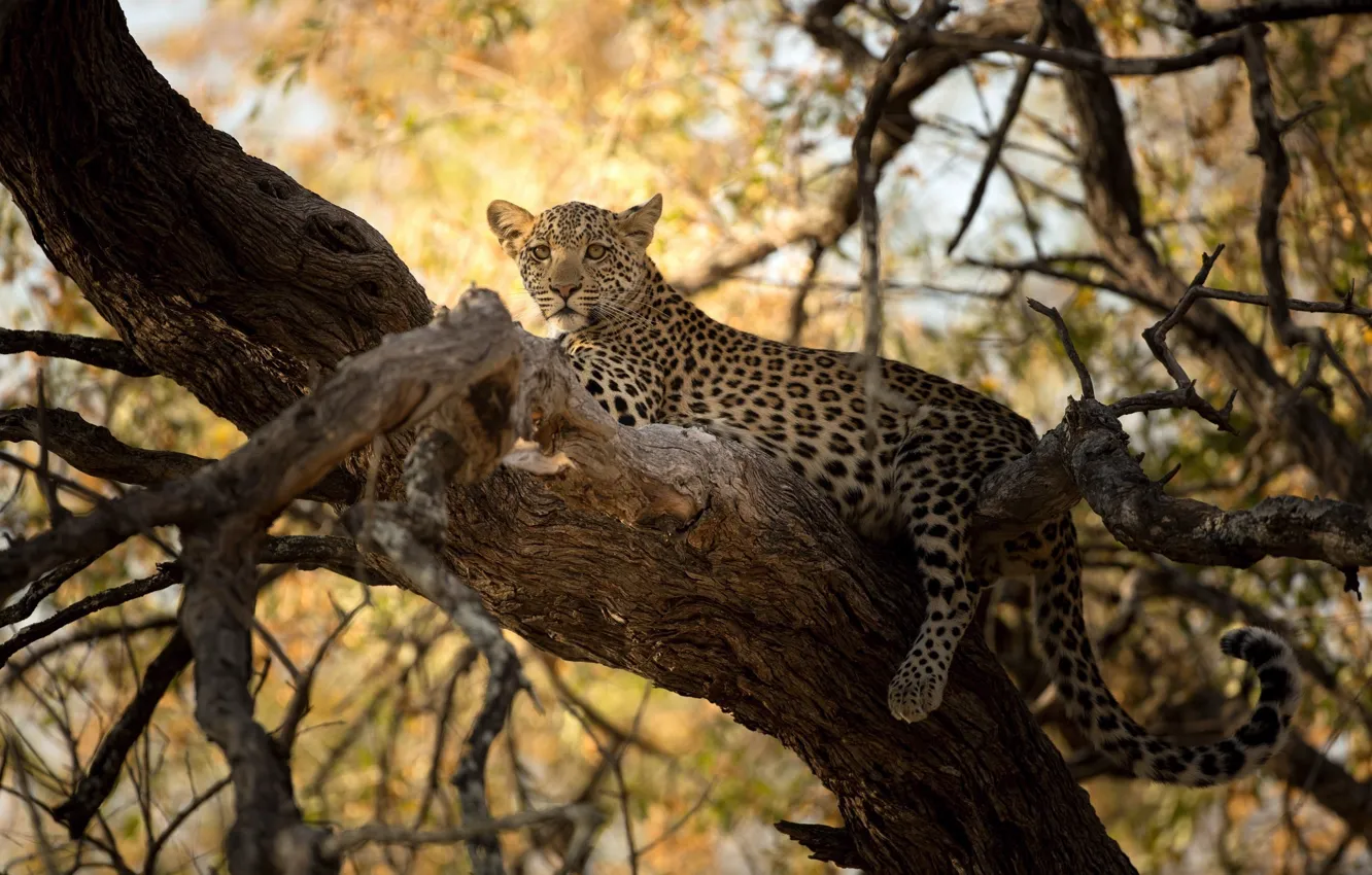 Photo wallpaper predator, leopard, cub, wild cat, on the tree
