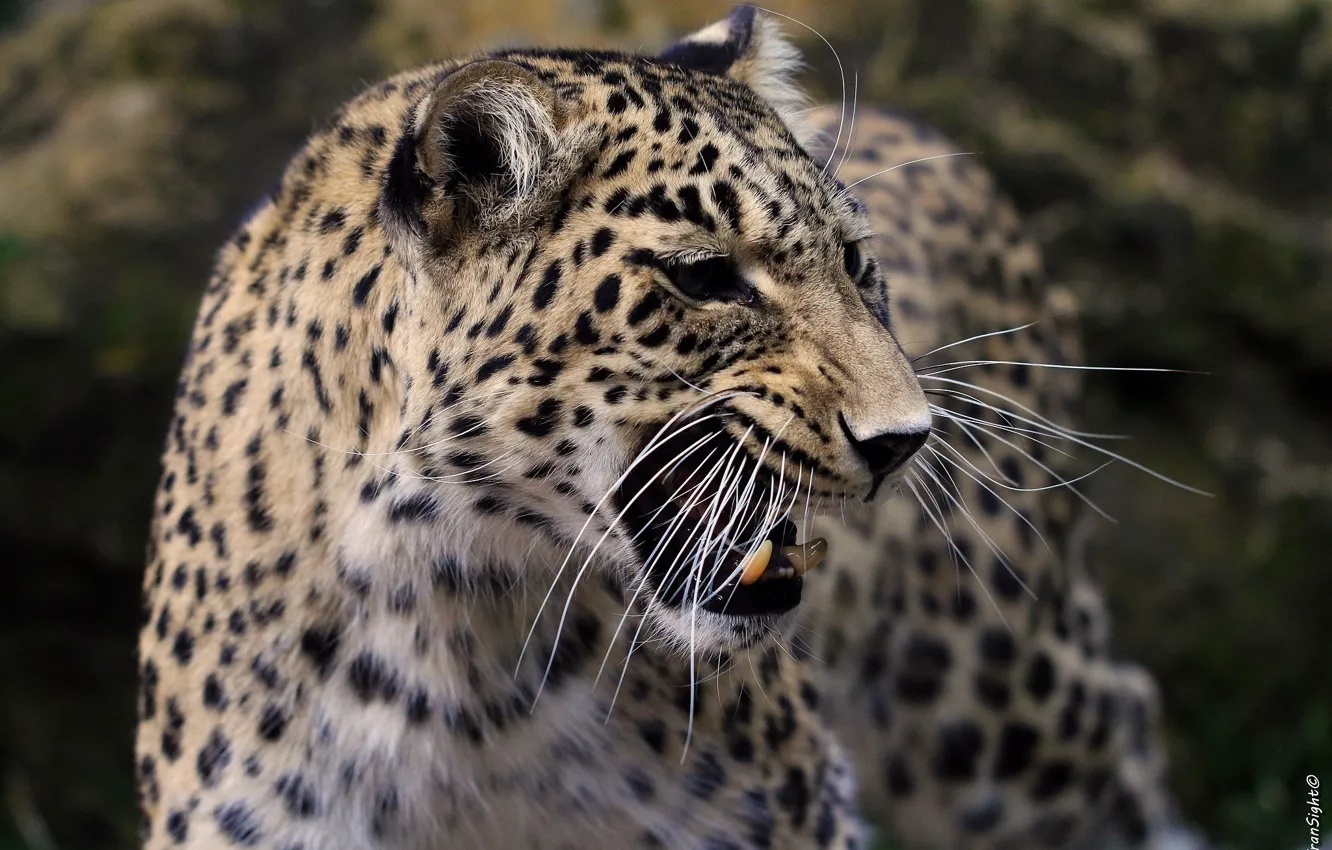 Photo wallpaper mustache, face, anger, predator, rage, mouth, leopard, fangs