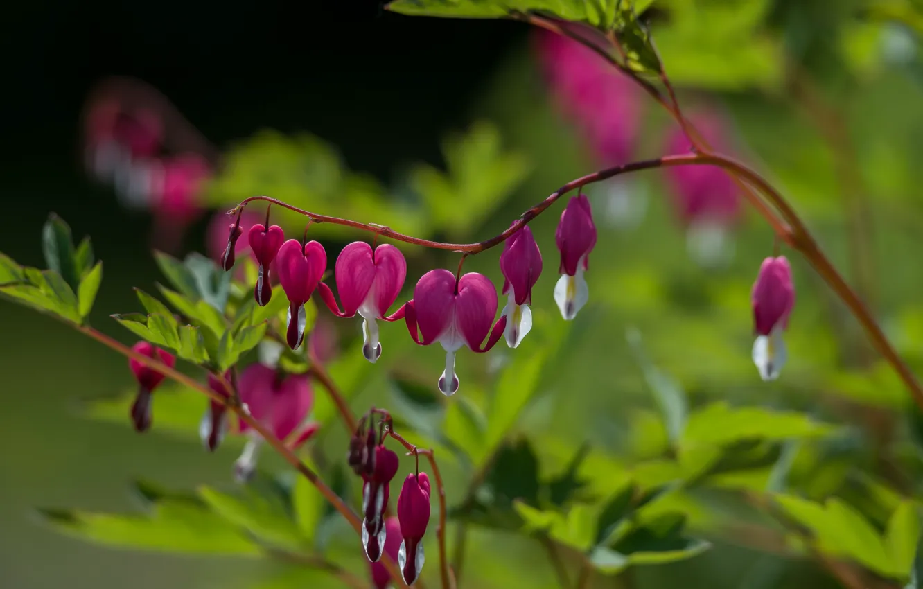 Photo wallpaper summer, flowers, nature, broken heart