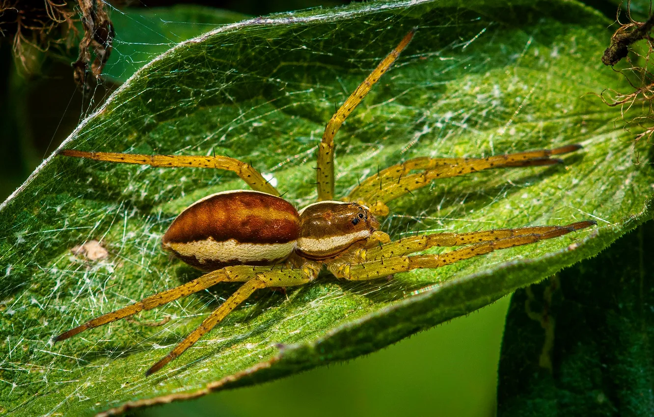 Photo wallpaper leaves, nature, plant, spider, web