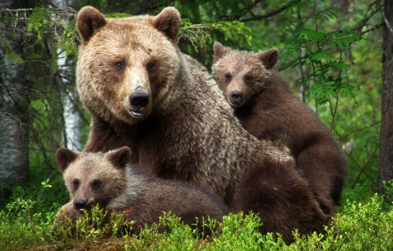 Photo wallpaper family, kids, bears, mom, bear