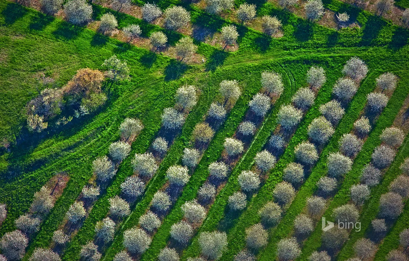 Photo wallpaper grass, trees, spring, Michigan, panorama, USA, the cherry orchard, Mason County