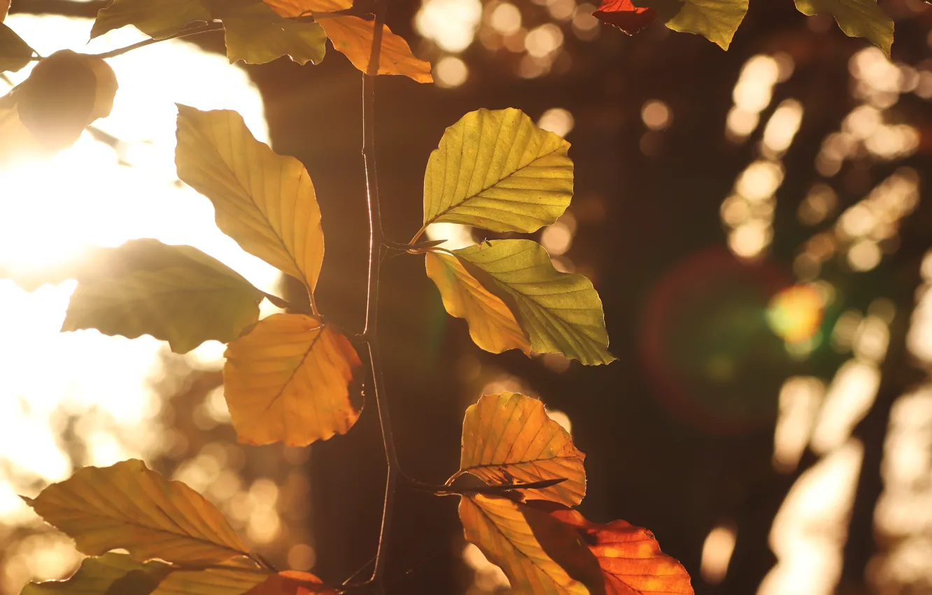 Photo wallpaper autumn, leaves, light, nature, tree, foliage, branch, bokeh