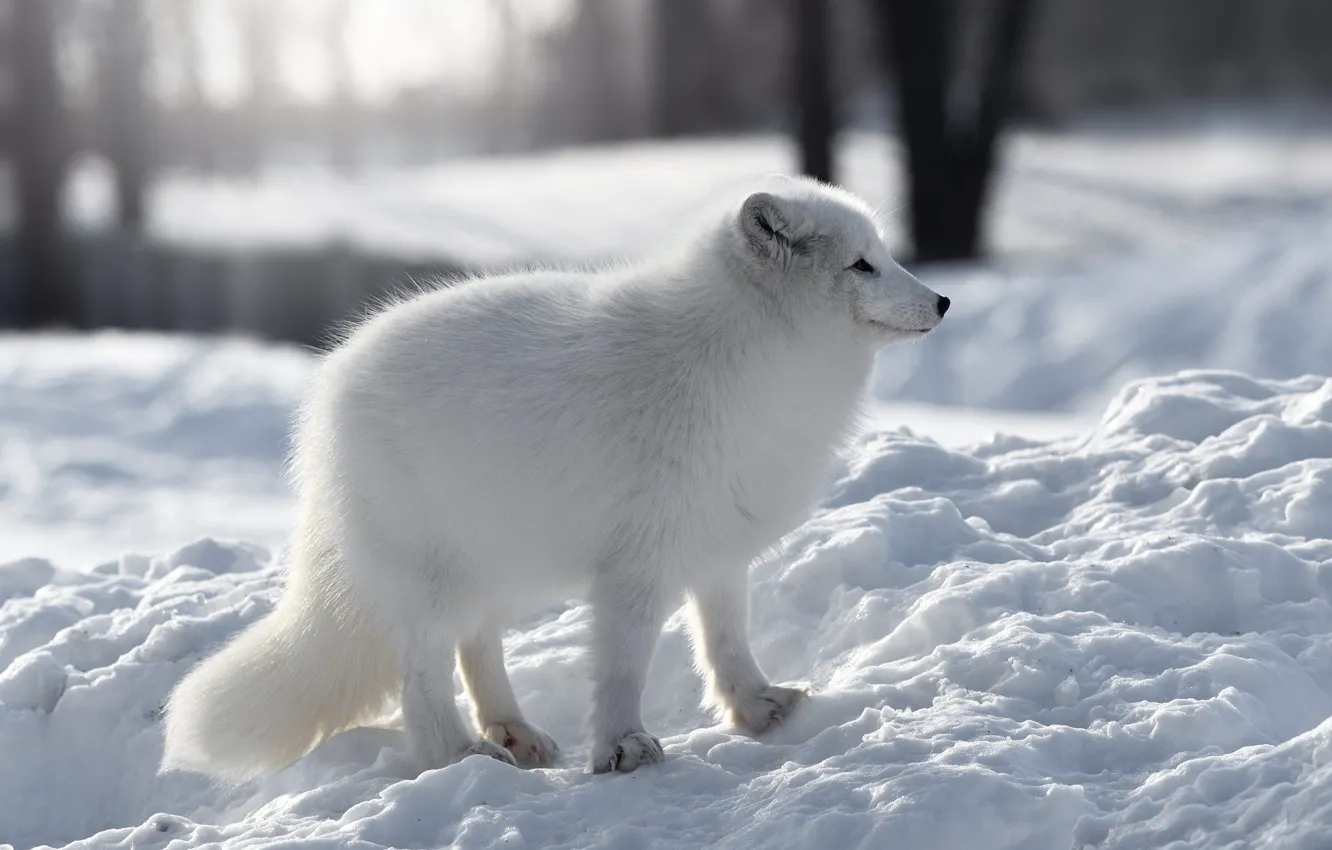 Photo wallpaper winter, forest, white, look, snow, trees, nature, the snow