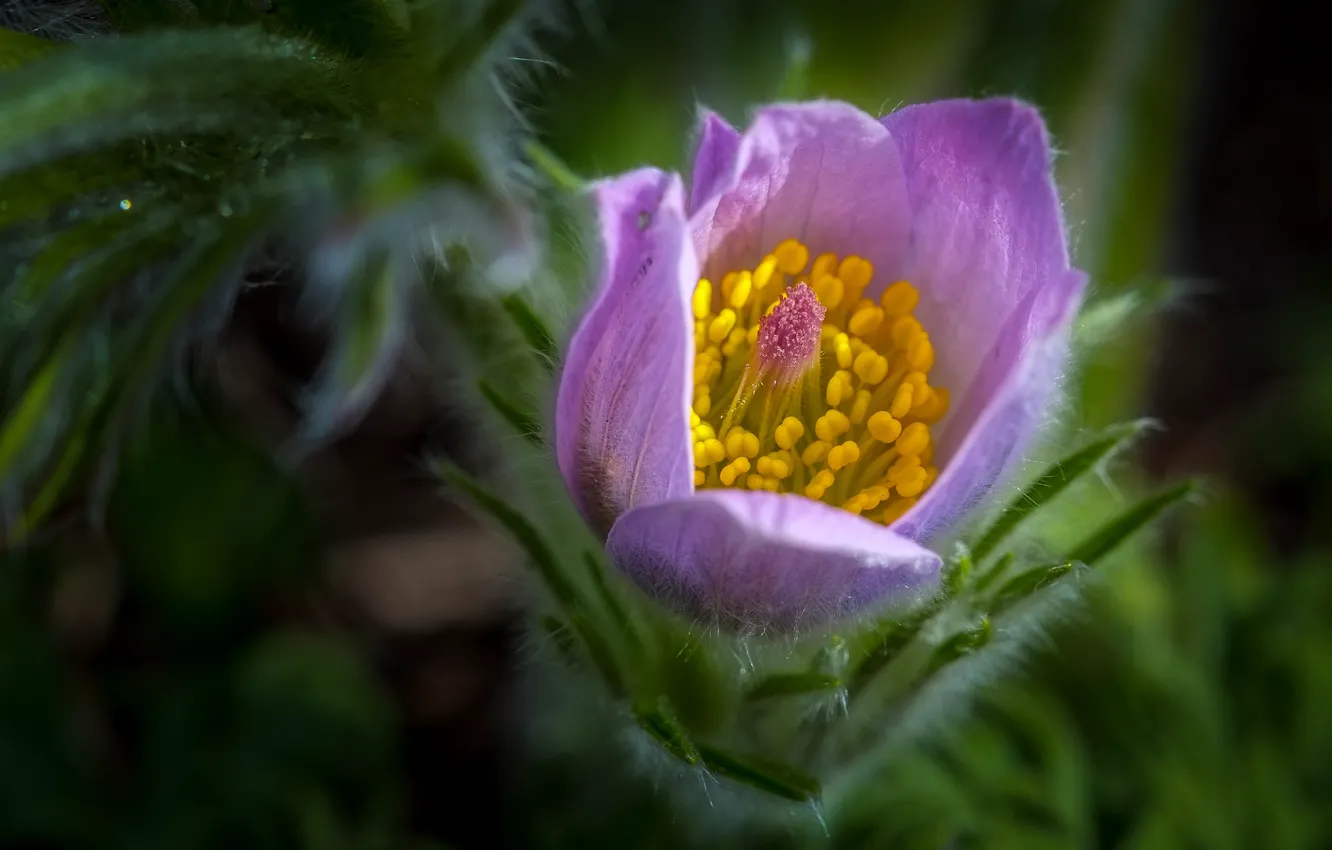 Photo wallpaper greens, macro, flowers, blur, spring, pink, bokeh, cross