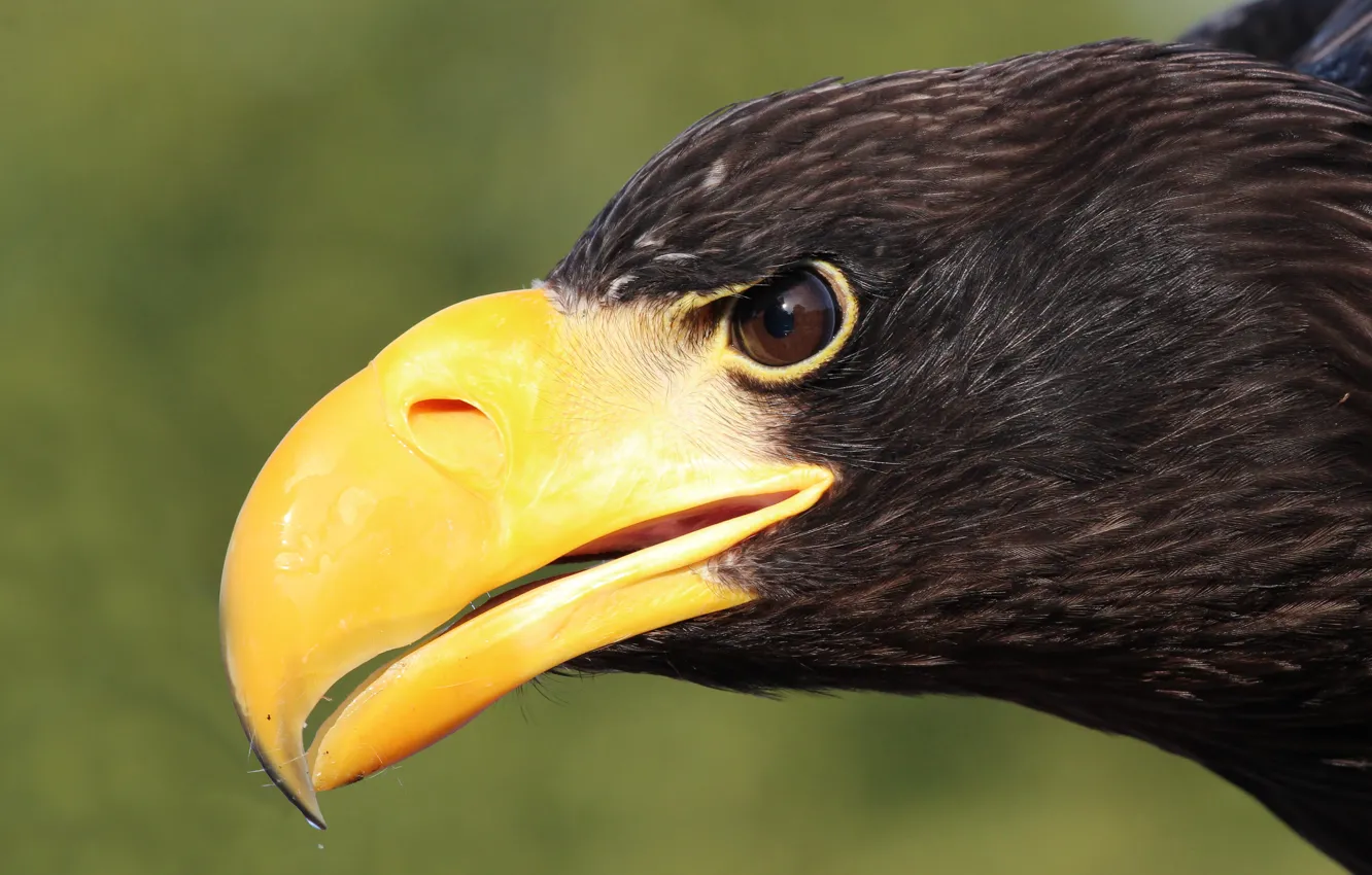 Photo wallpaper look, bird, eagle, portrait, predatory, Steller's sea eagle