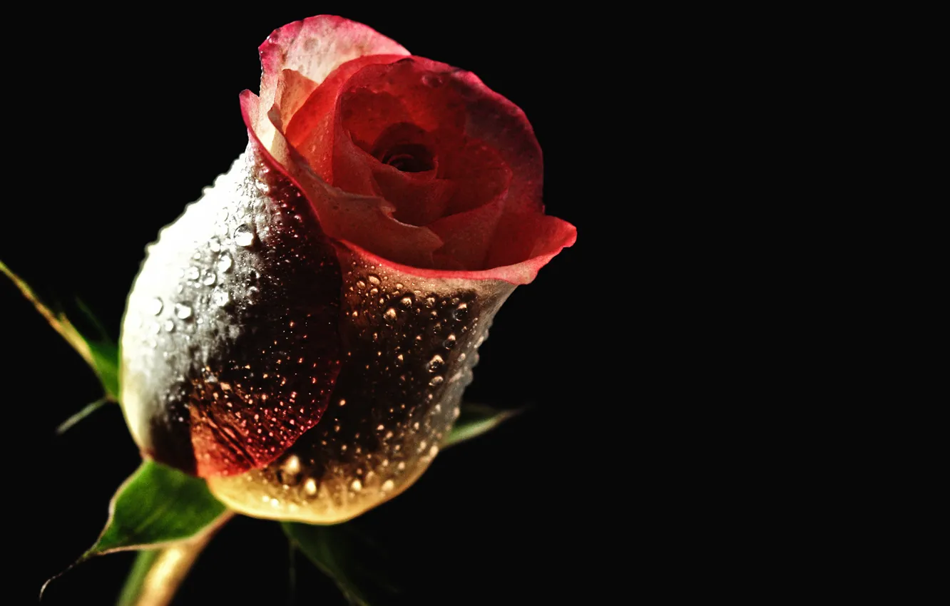 Photo wallpaper flower, drops, Rosa, rose
