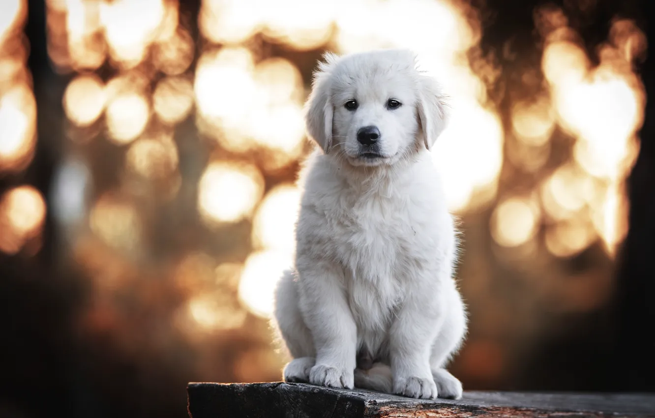 Photo wallpaper white, dog, puppy, sitting, bokeh, Retriever