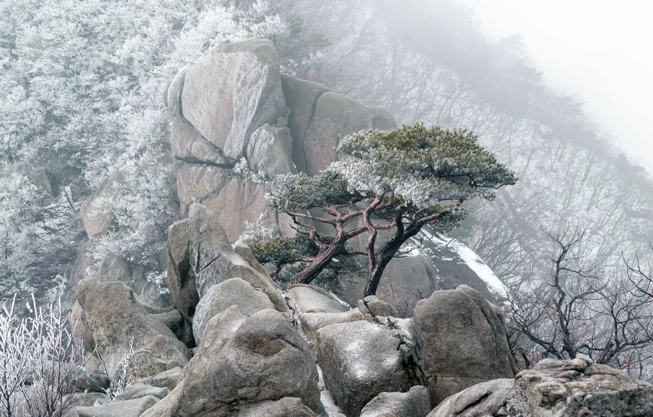 Photo wallpaper winter, frost, forest, snow, trees, mountains, branches, fog