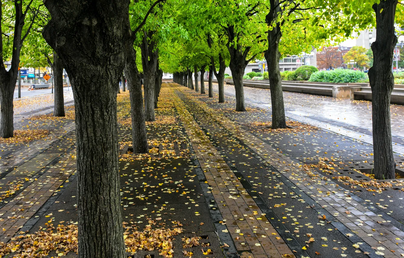 Photo wallpaper autumn, trees, Park, street, foliage, USA, USA, Boston