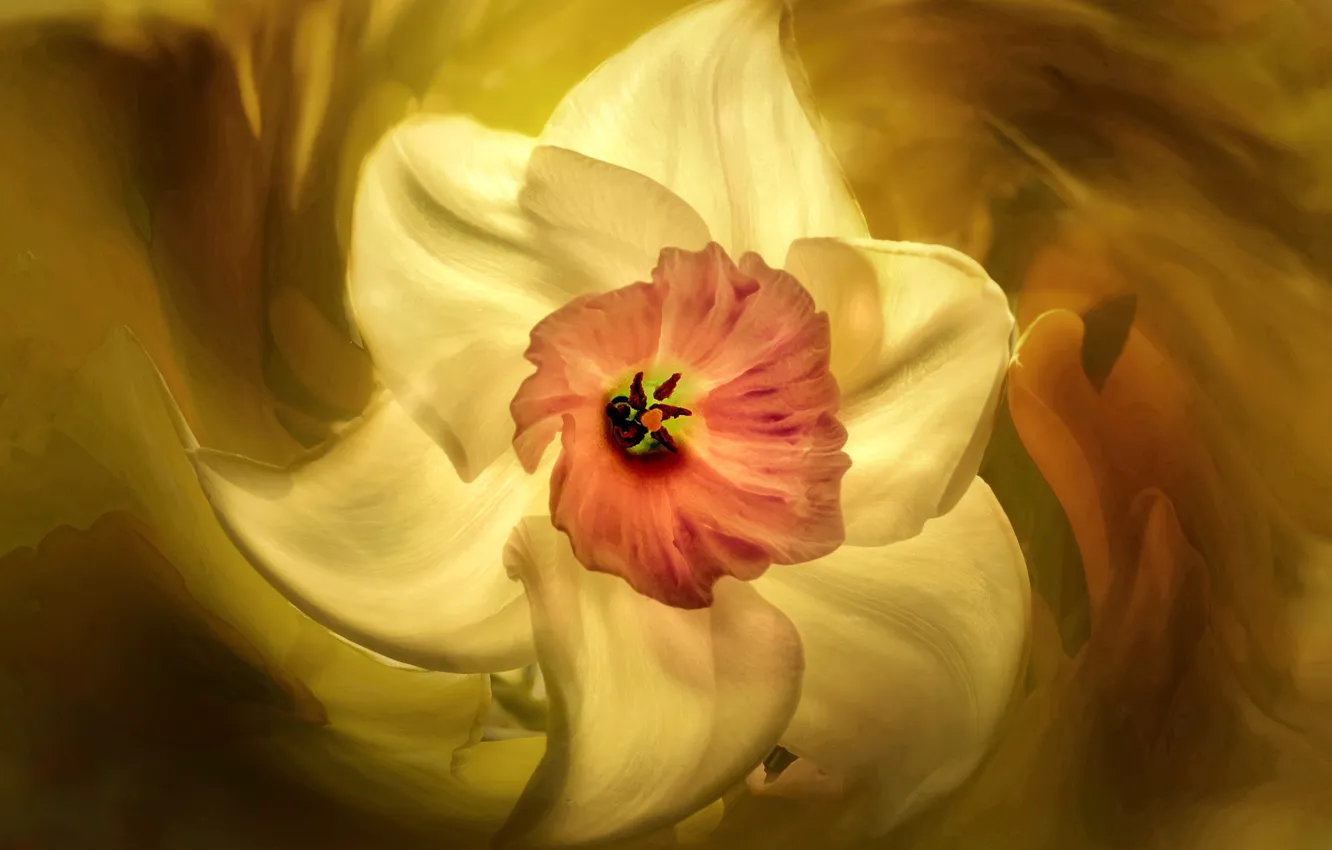 Photo wallpaper flower, yellow, rotation, Narcissus, art processing