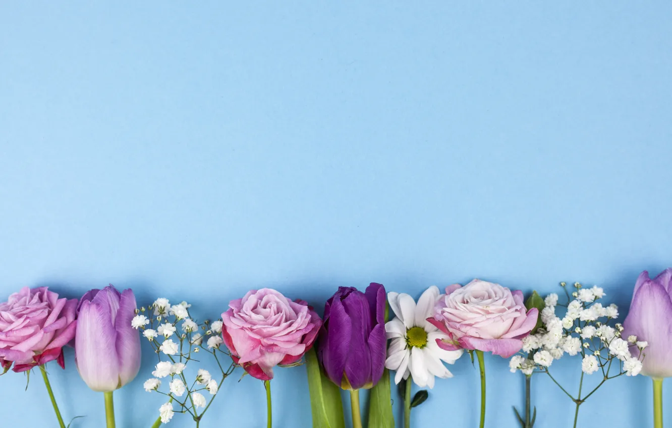 Photo wallpaper flowers, roses, purple, tulips, pink, pink, flowers, beautiful
