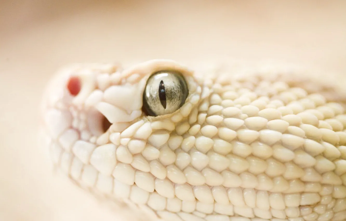 Photo wallpaper eyes, Snake, scales