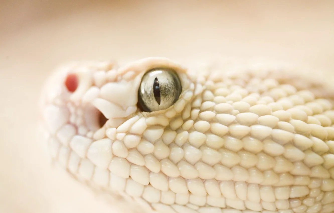Photo wallpaper eyes, snake, scales