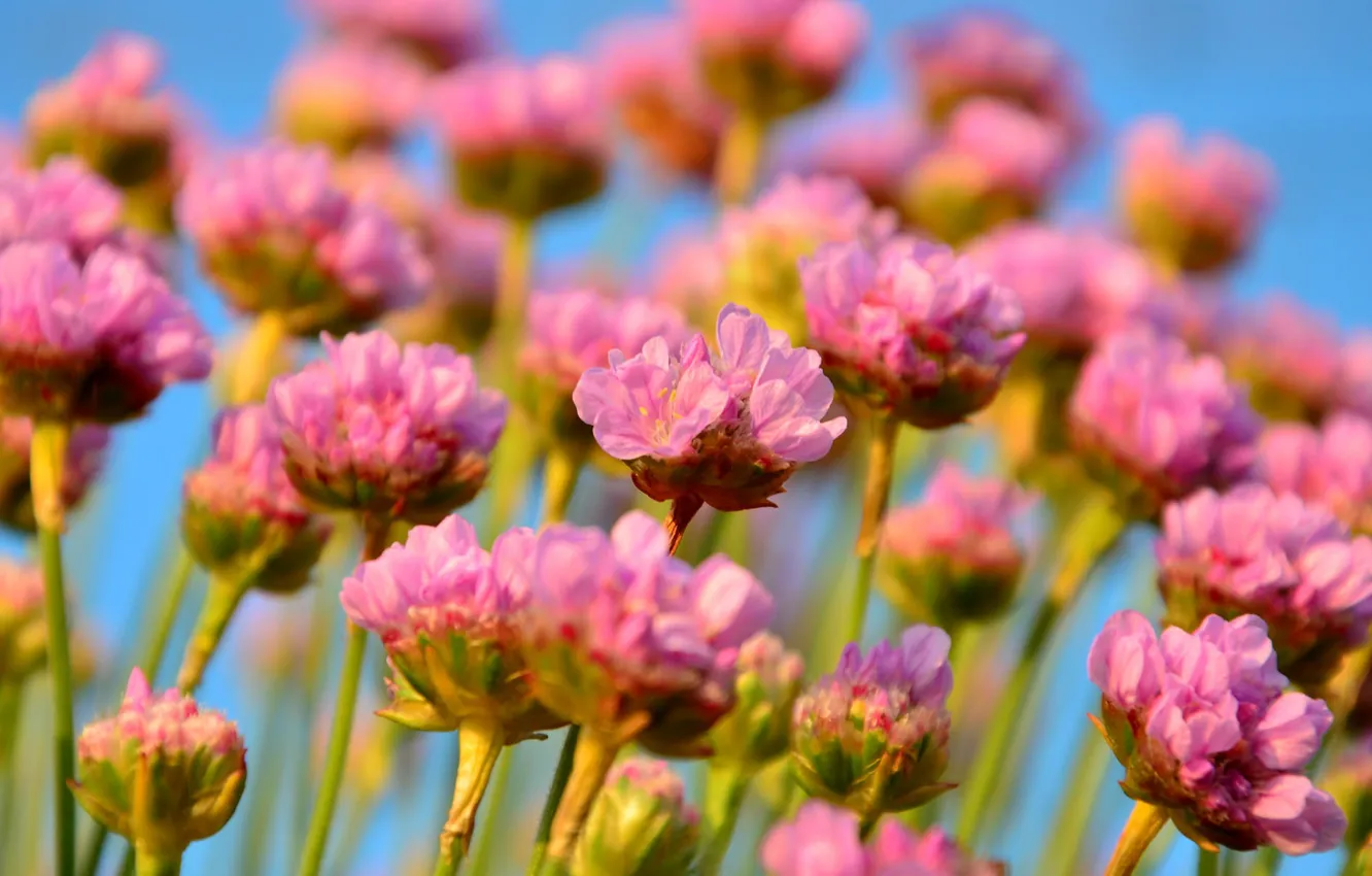 Photo wallpaper macro, inflorescence, Seaside thrift