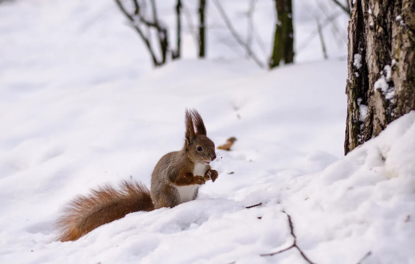 Photo wallpaper winter, snow, wool, protein, red