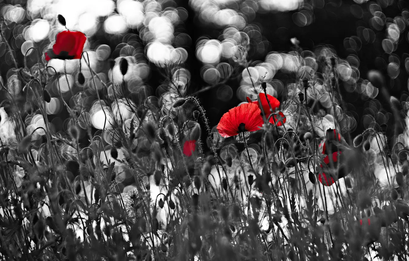 Photo wallpaper flowers, nature, Maki