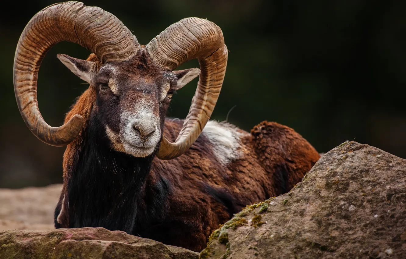 Photo wallpaper look, stones, lies, horns, mouflon