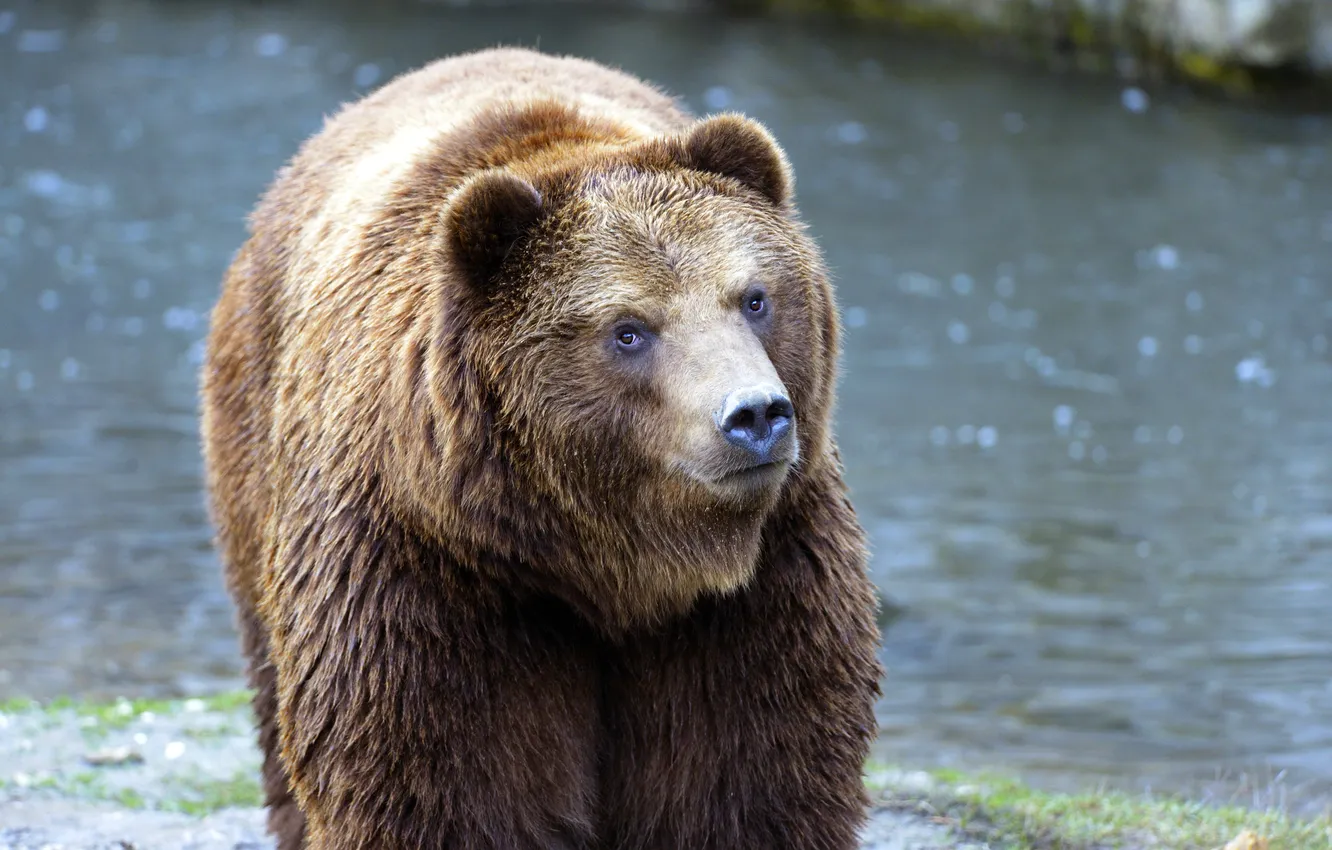 Photo wallpaper look, face, bear, bear