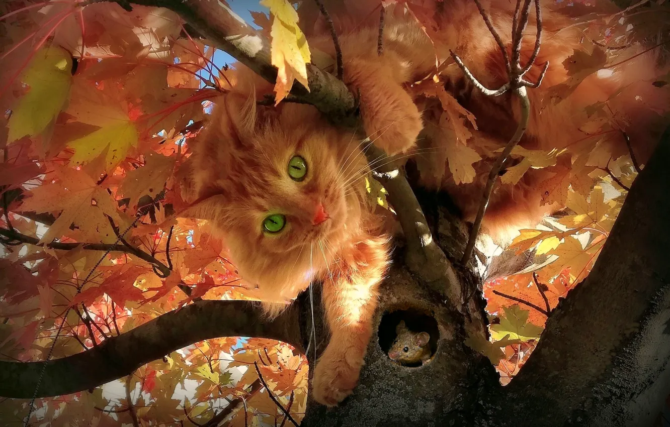 Photo wallpaper cat, tree, mouse
