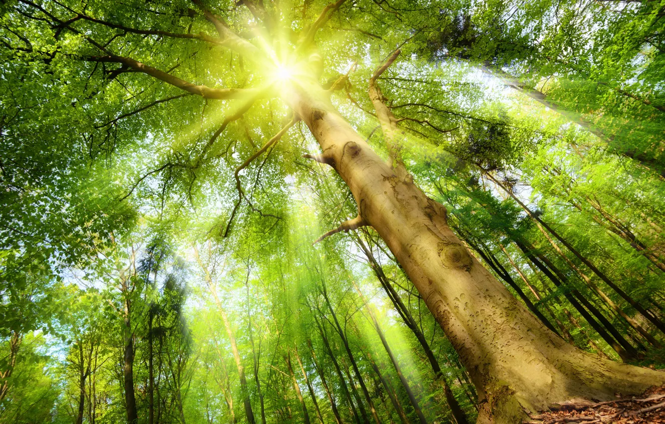 Photo wallpaper forest, the sun, rays, tree
