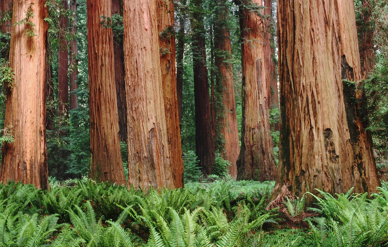 Photo wallpaper forest, trees, fern
