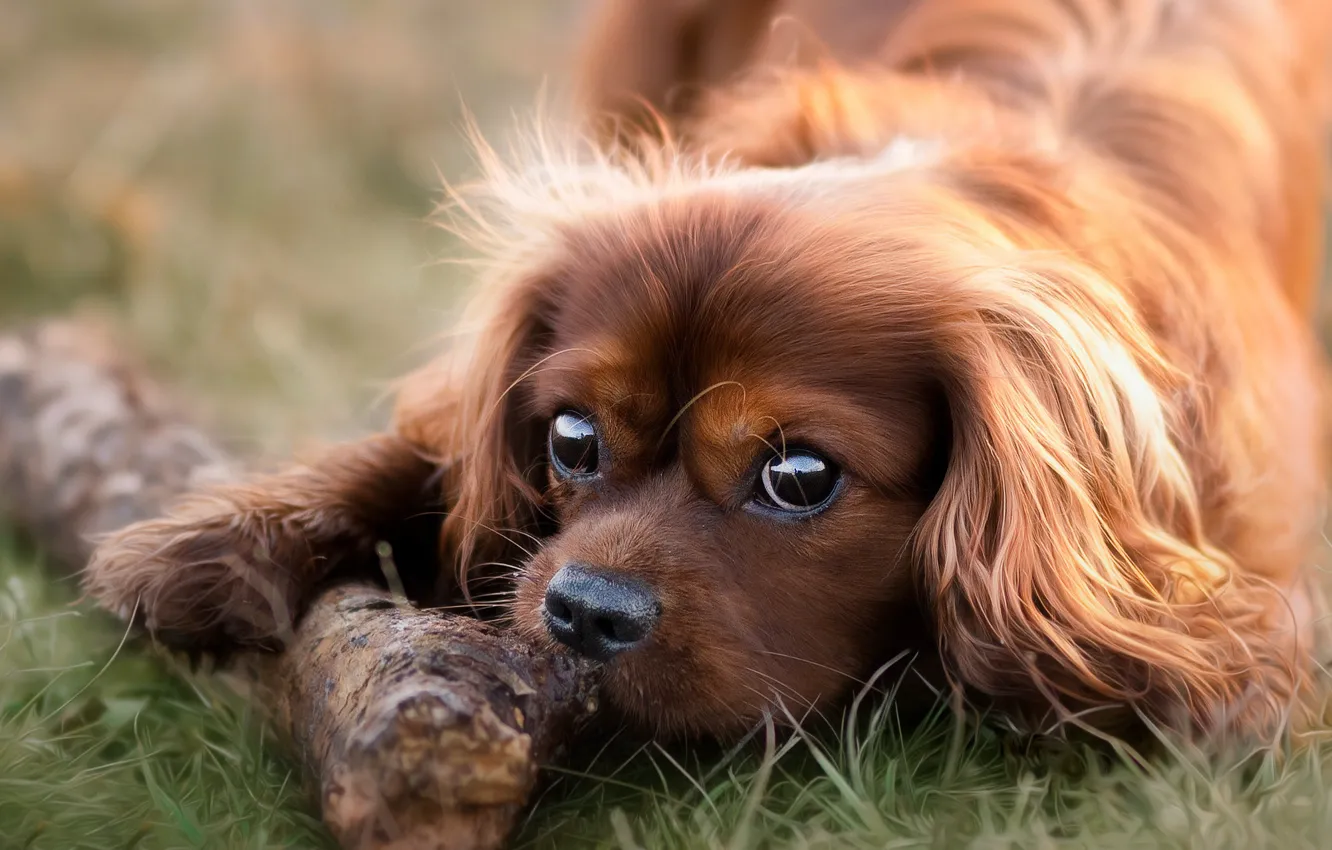 Photo wallpaper grass, look, close-up, nature, portrait, dog, treatment, puppy