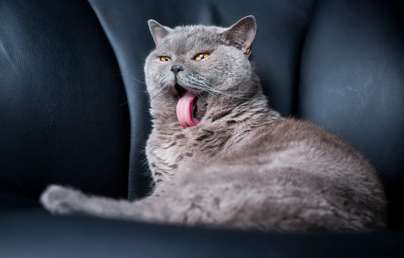 Photo wallpaper language, cat, cat, grey, sofa, sitting, long, the expression