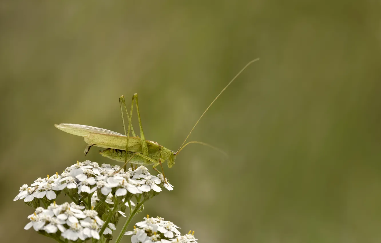 Photo wallpaper flowers, nature, grasshopper