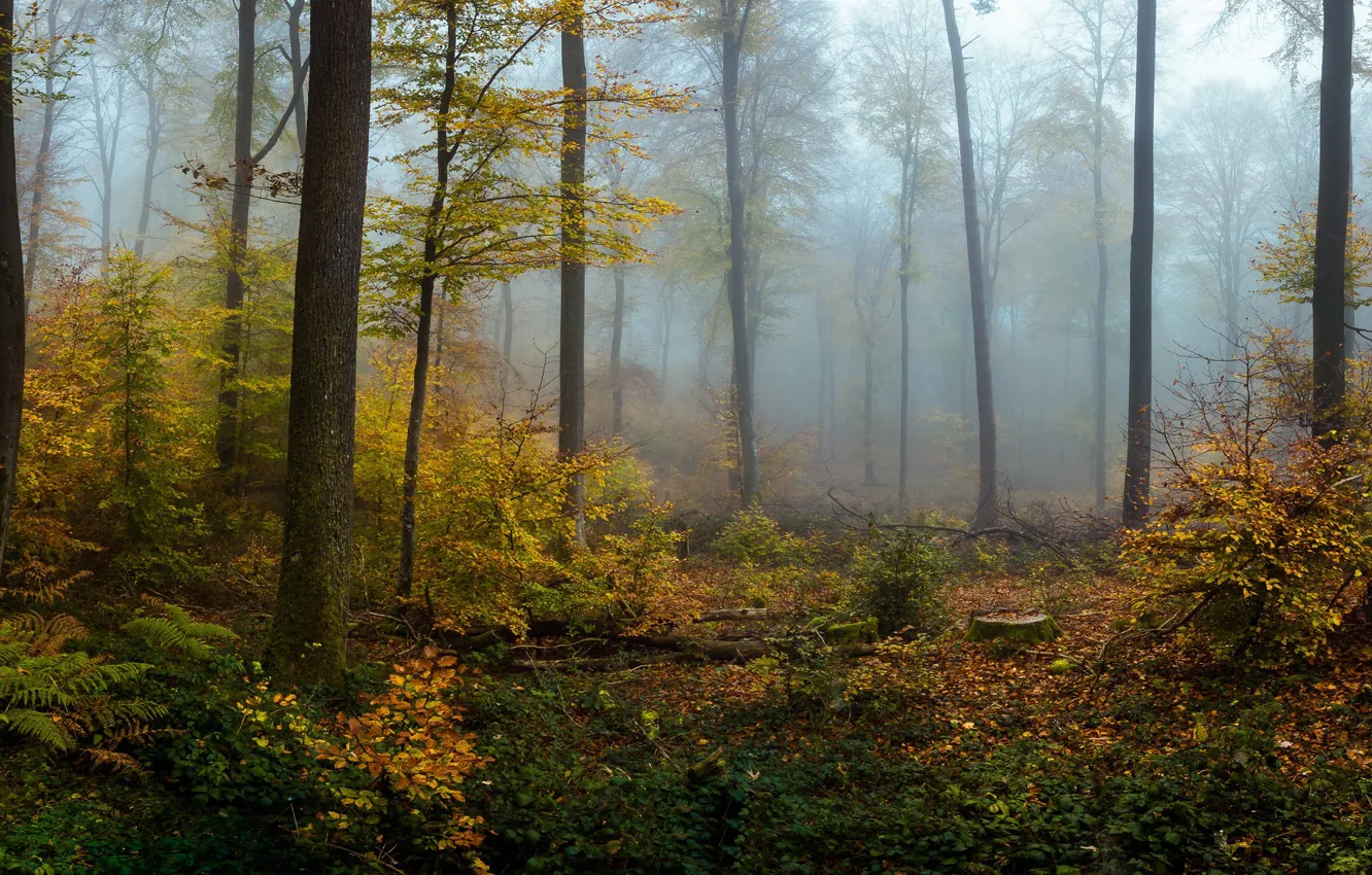 Photo wallpaper autumn, forest, nature, fog