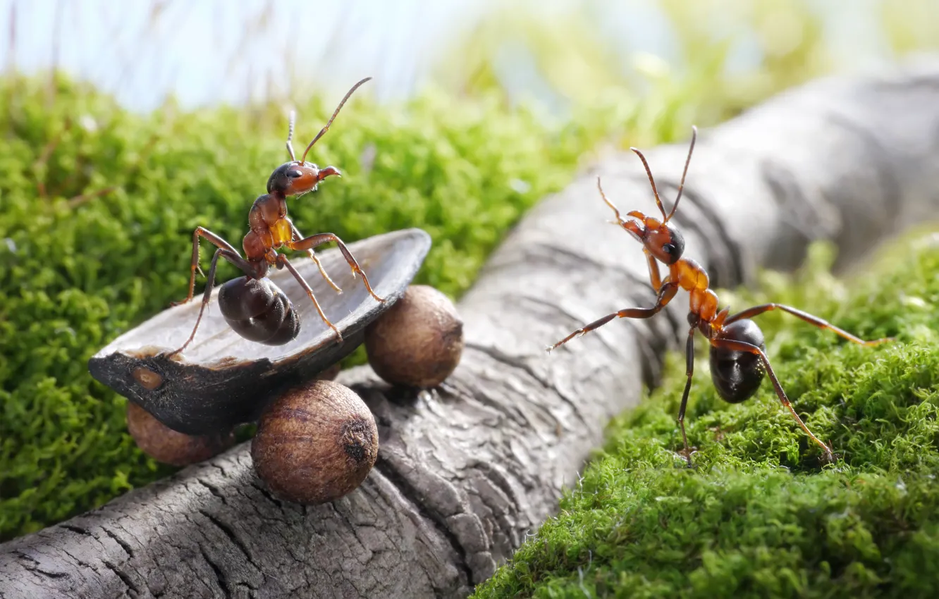 Photo wallpaper summer, insects, moss, the situation, branch, ants, wheel, truck
