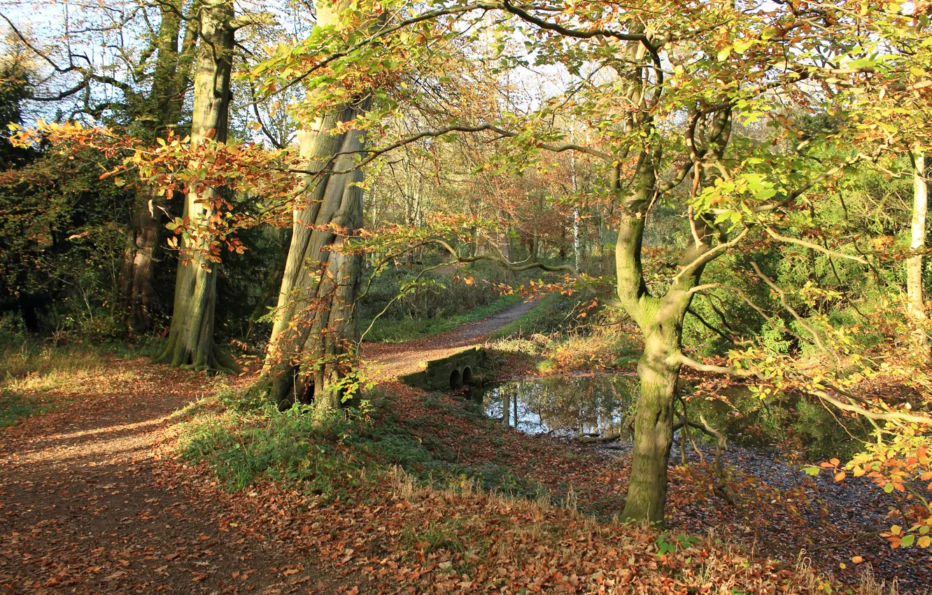 Photo wallpaper autumn, forest, foliage, trail, channel, forest, the bridge, falling leaves