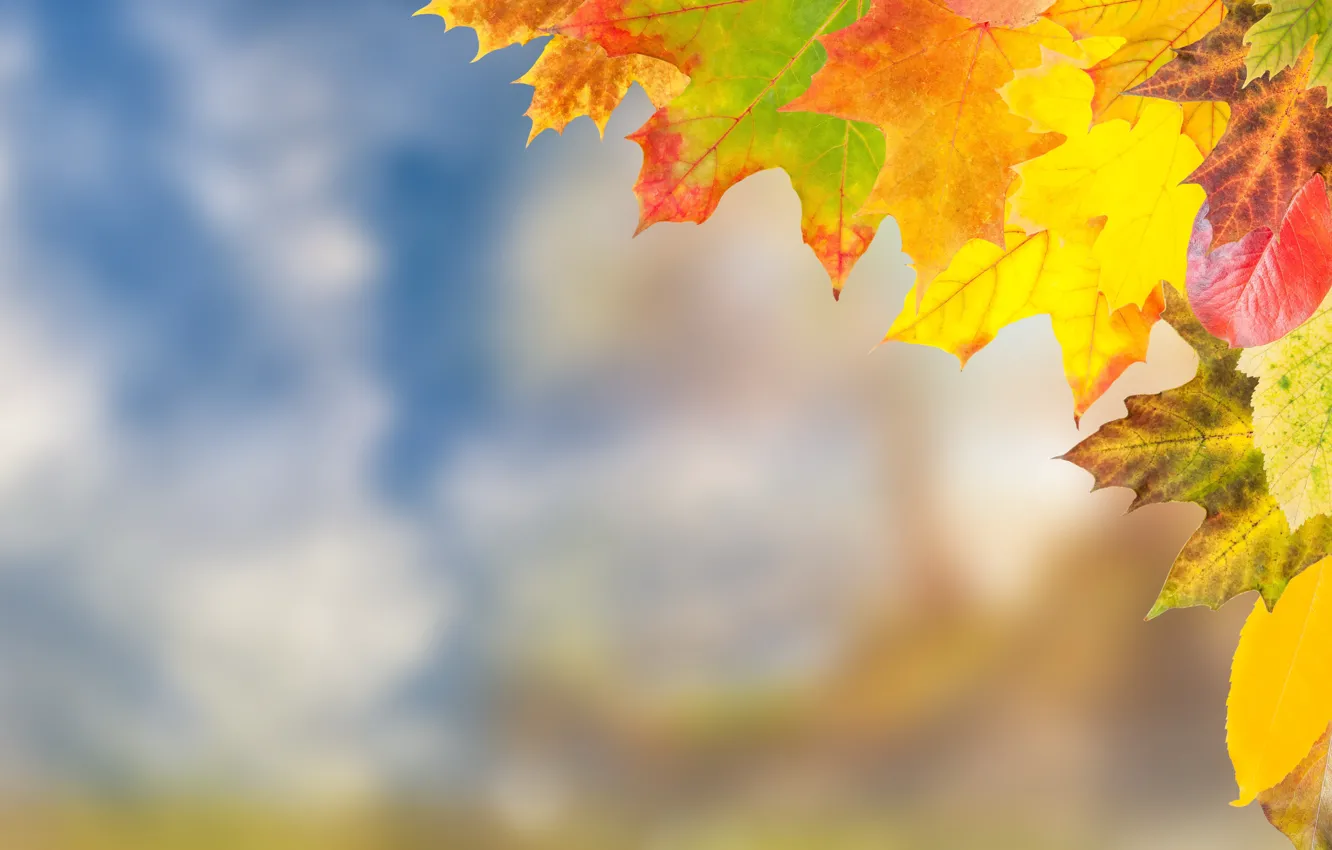 Photo wallpaper autumn, leaves, colorful, maple, autumn, leaves, autumn, maple