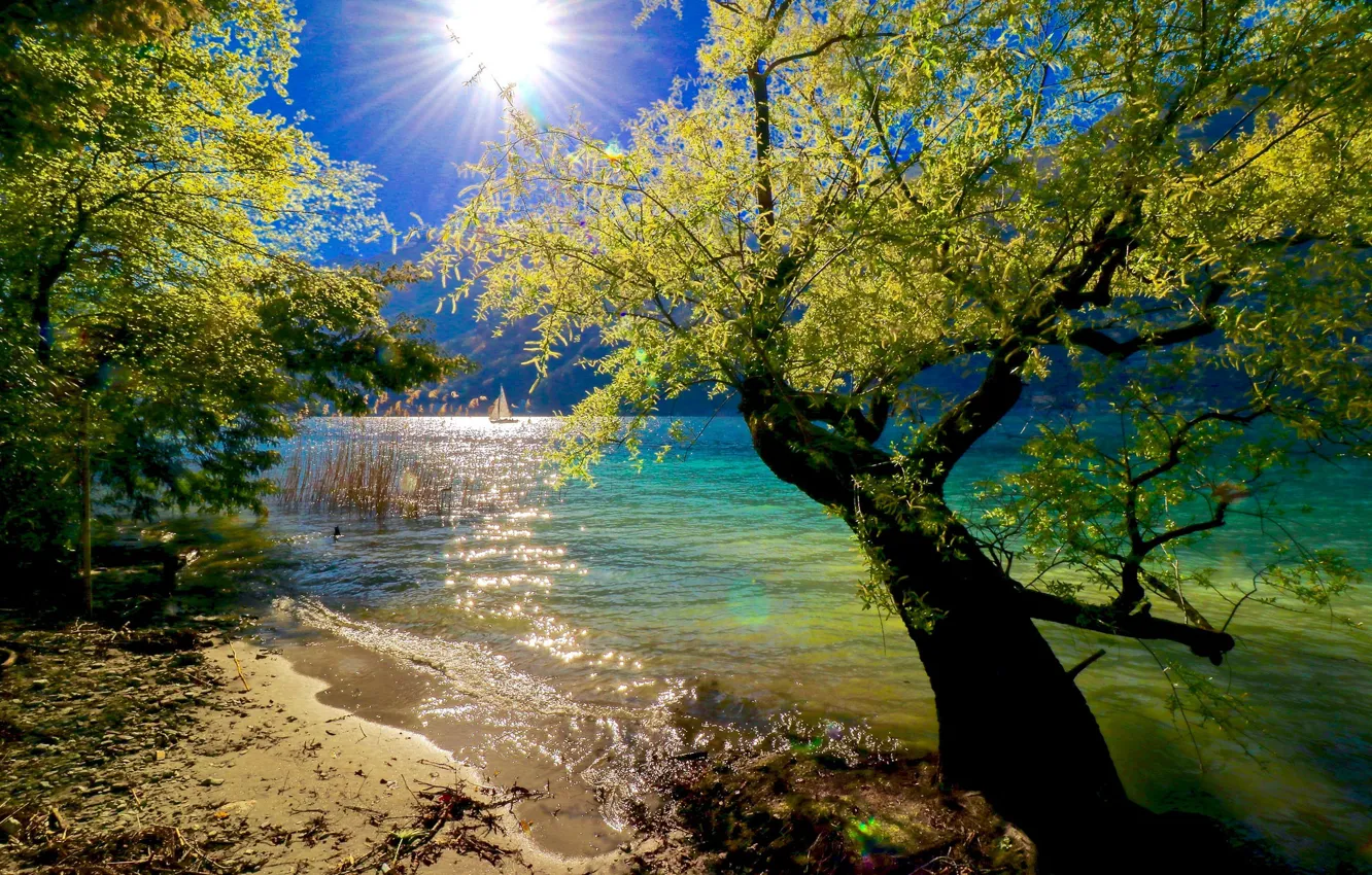 Photo wallpaper trees, lake, sunlight