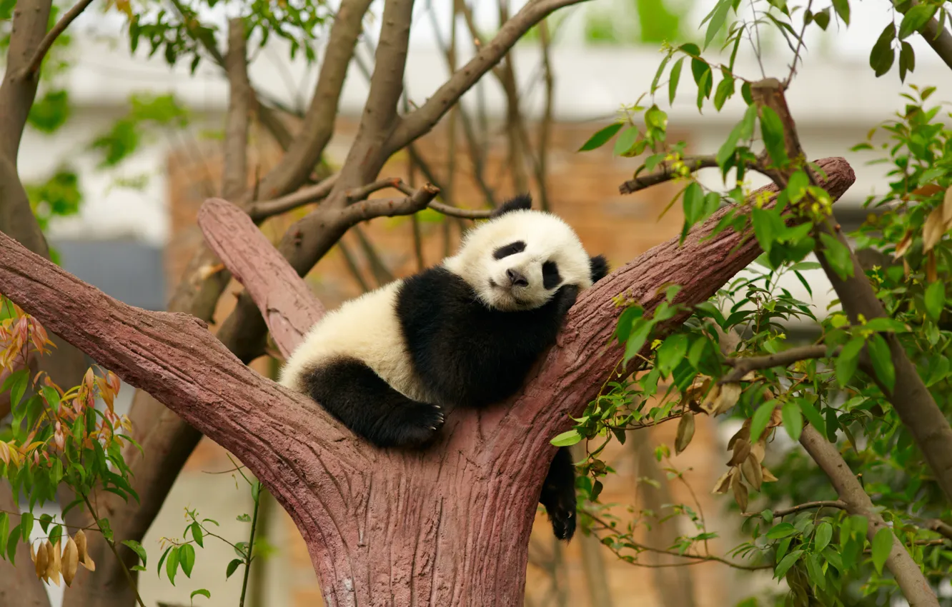 Photo wallpaper tree, stay, sleep, bear, Panda, sleeping, cub