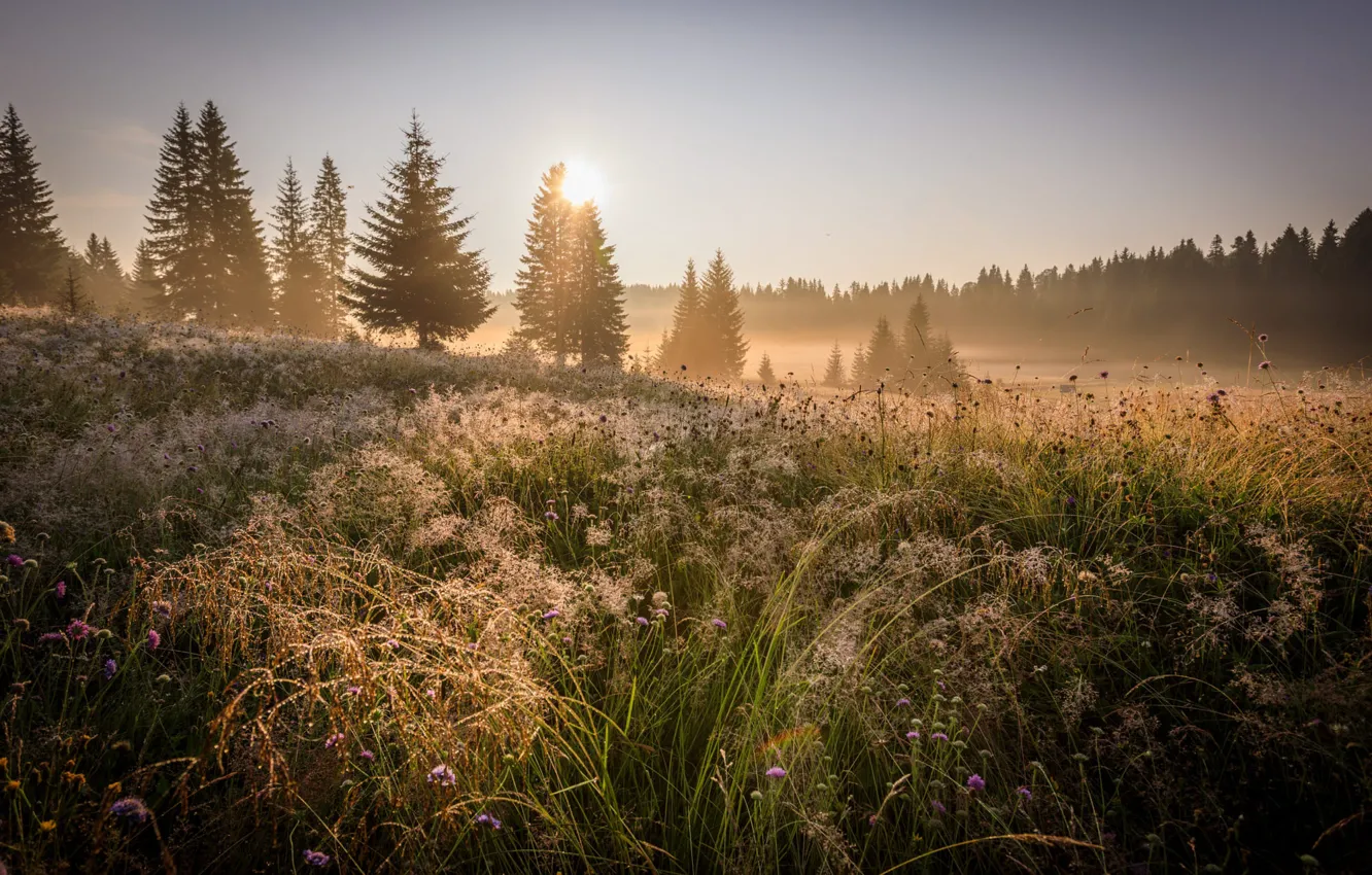 Photo wallpaper field, forest, fog, dawn, morning, meadow, meadow grass