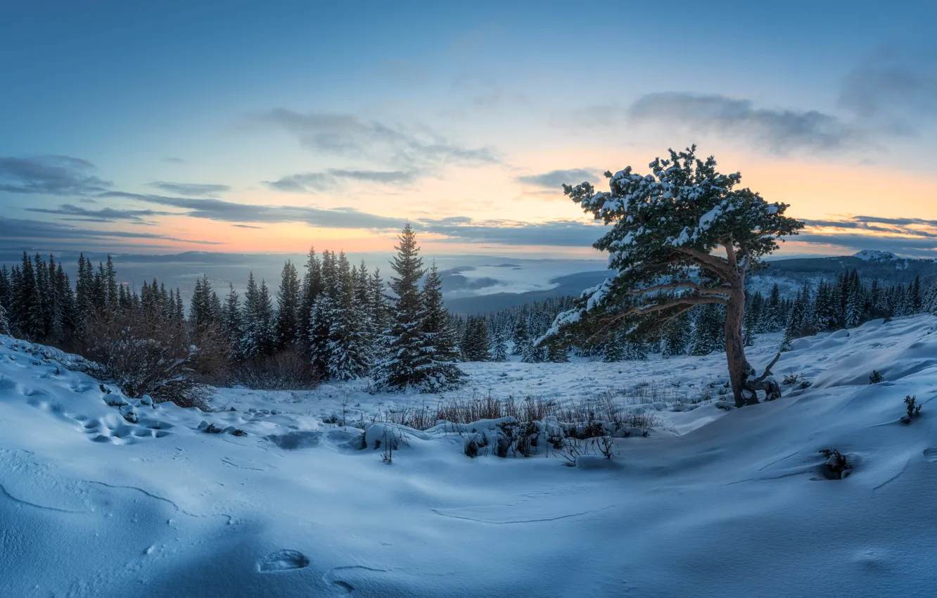 Photo wallpaper winter, snow, trees, landscape, nature, dawn, morning, panorama