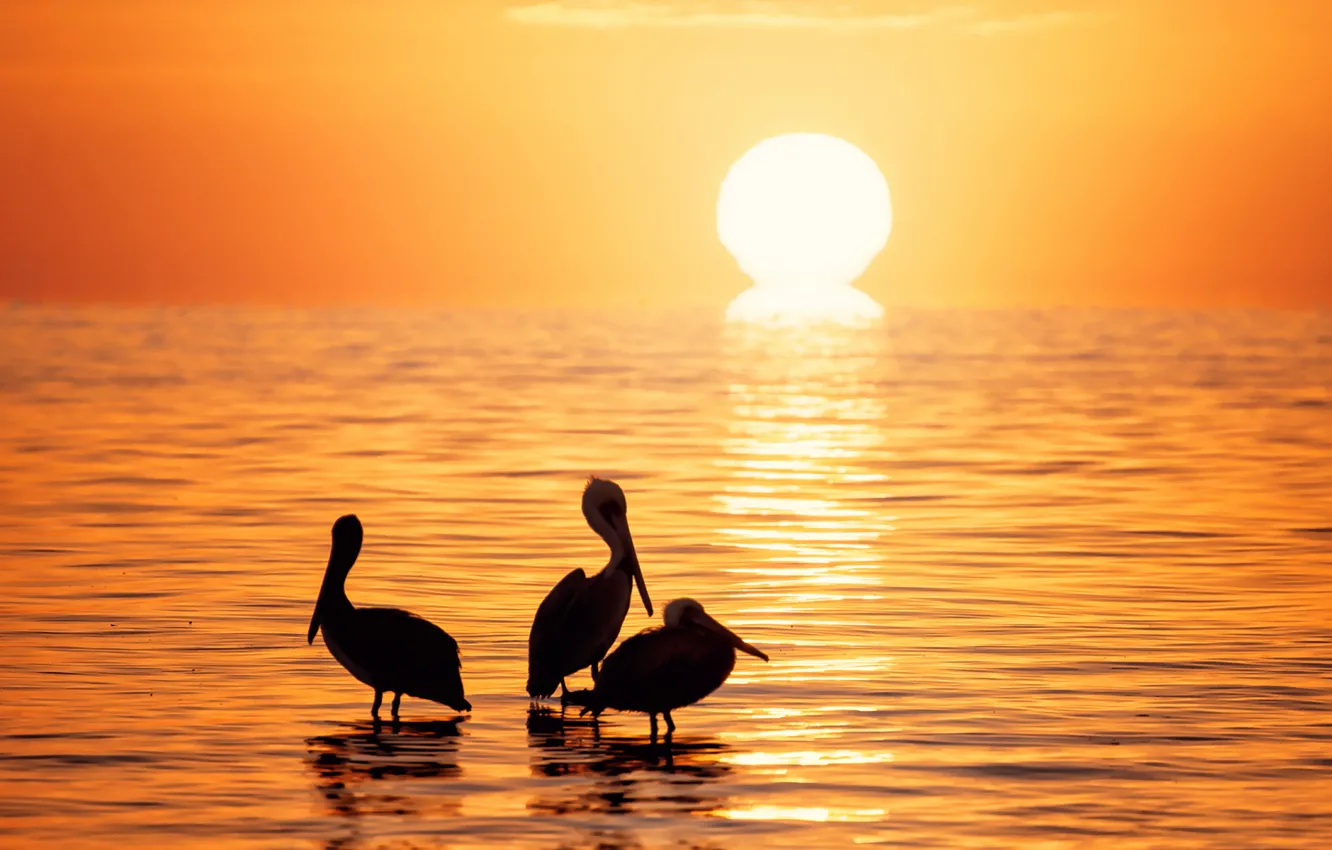 Photo wallpaper sea, sunset, nature, bird