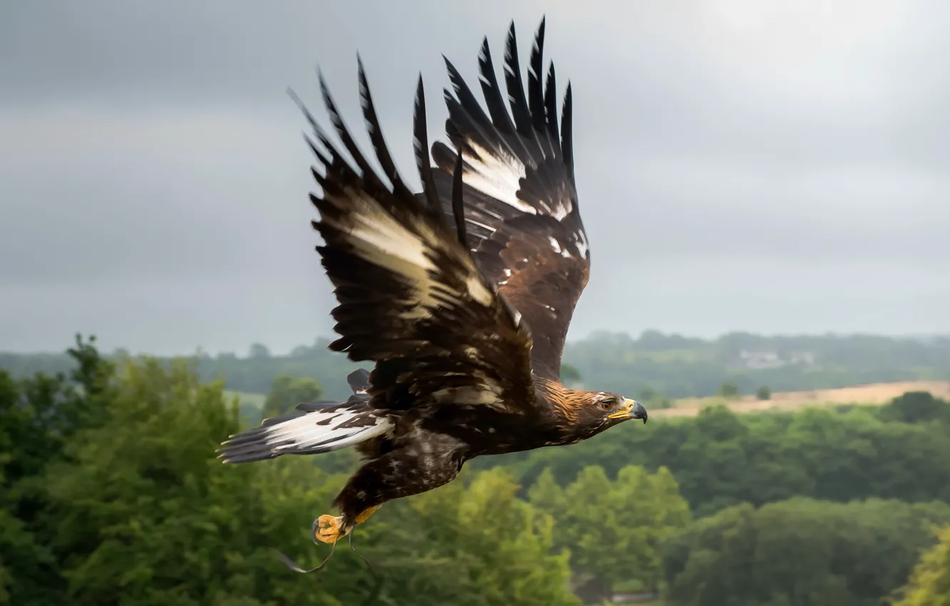 Photo wallpaper flight, bird, eagle