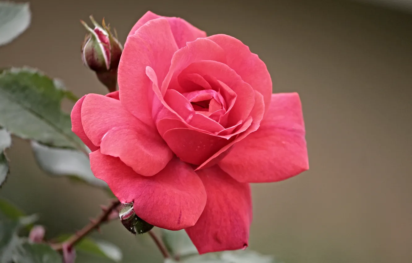 Photo wallpaper rose, scarlet, bokeh