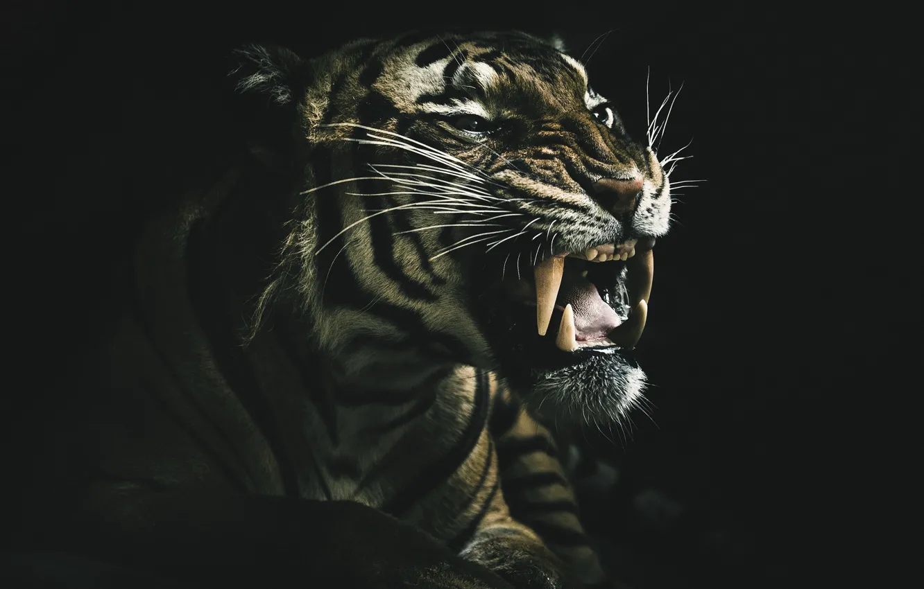 Photo wallpaper tiger, background, beast