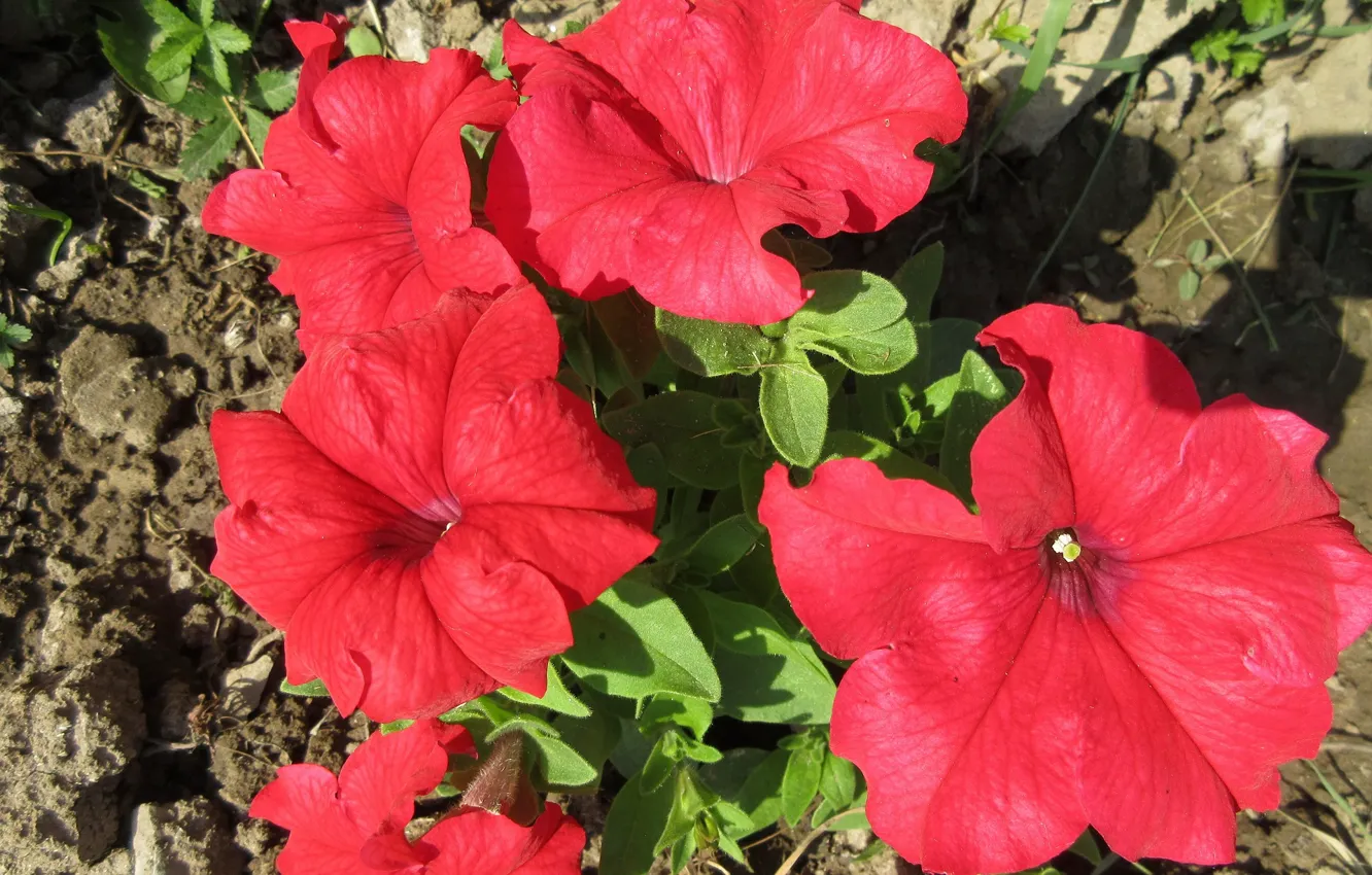 Photo wallpaper flowers, red, Petunia, Meduzanol ©, Summer 2018