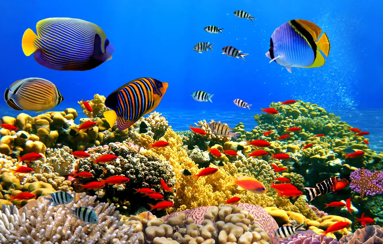 Photo wallpaper fish, clean water, Underwater world, Corals