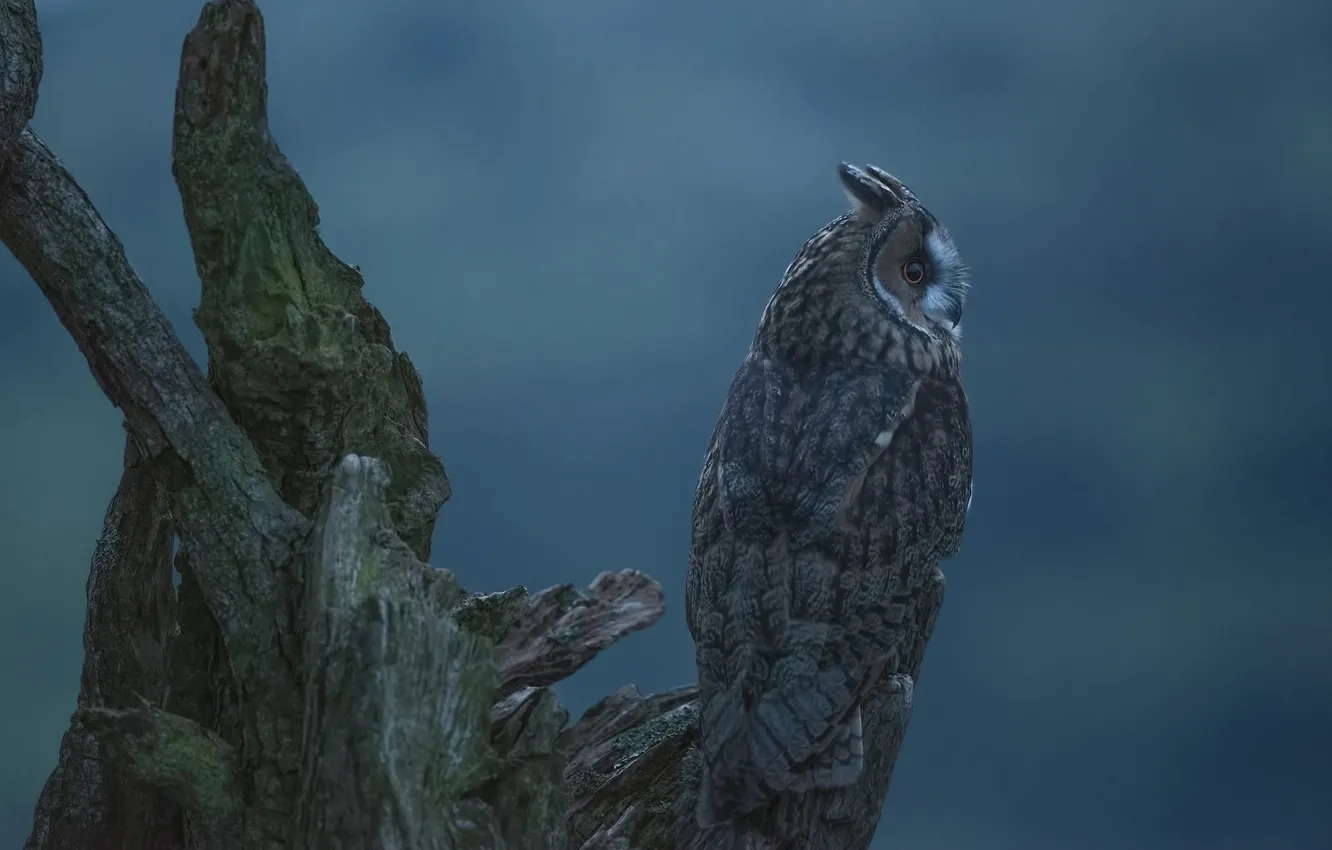 Photo wallpaper background, owl, bird, snag, Long-eared owl
