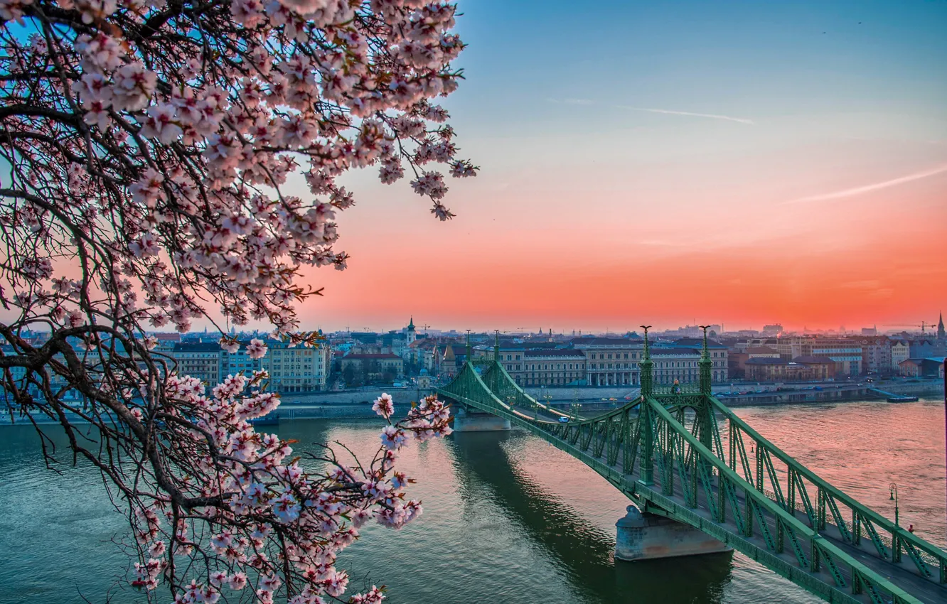 Photo wallpaper trees, bridge, river, home, spring, flowering, Hungary, Budapest