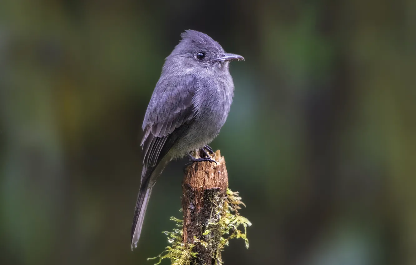 Photo wallpaper bird, bird, petkau, smoky Peavy