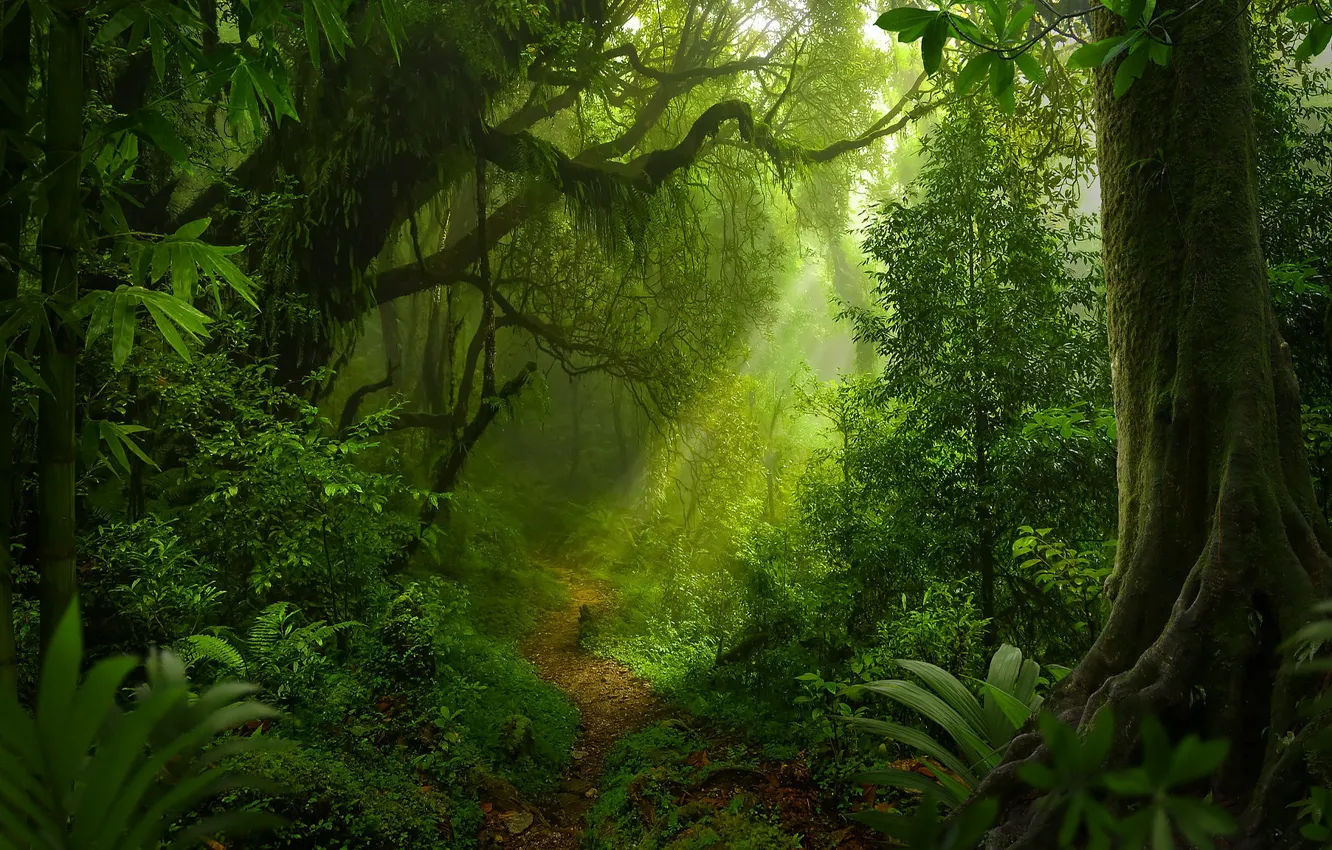 Photo wallpaper greens, forest, leaves, rays, light, trees, branches, nature