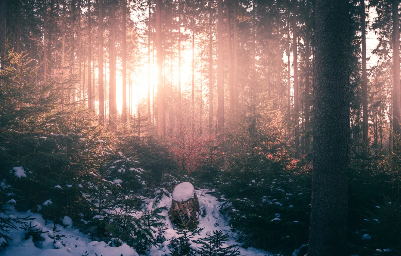Photo wallpaper winter, forest, the sun, light, snow, trees, branches, fog
