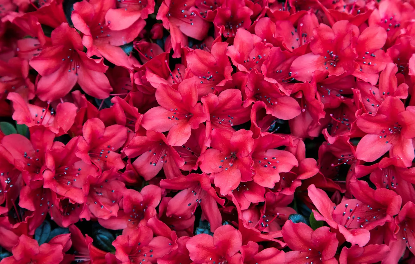 Photo wallpaper Burgundy, Azalea, rhododendrons